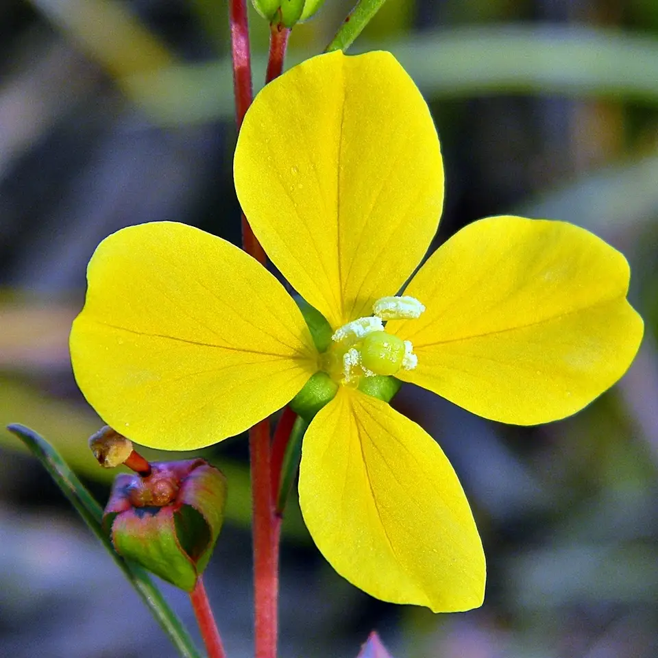 Seaside Primrose-Willow (Ludwigia maritima)