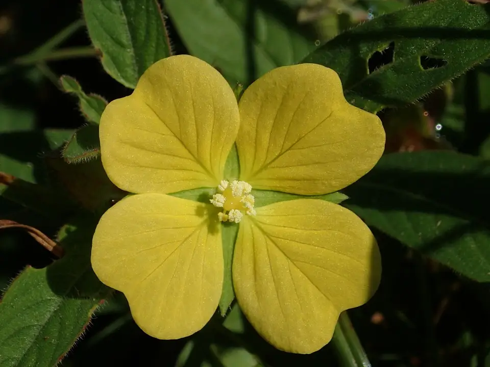 Mexican Primrose-Willow (Ludwigia octovalvis)