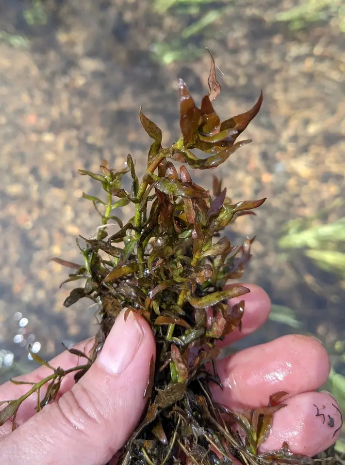 Water Purslane (Ludwigia palustris)