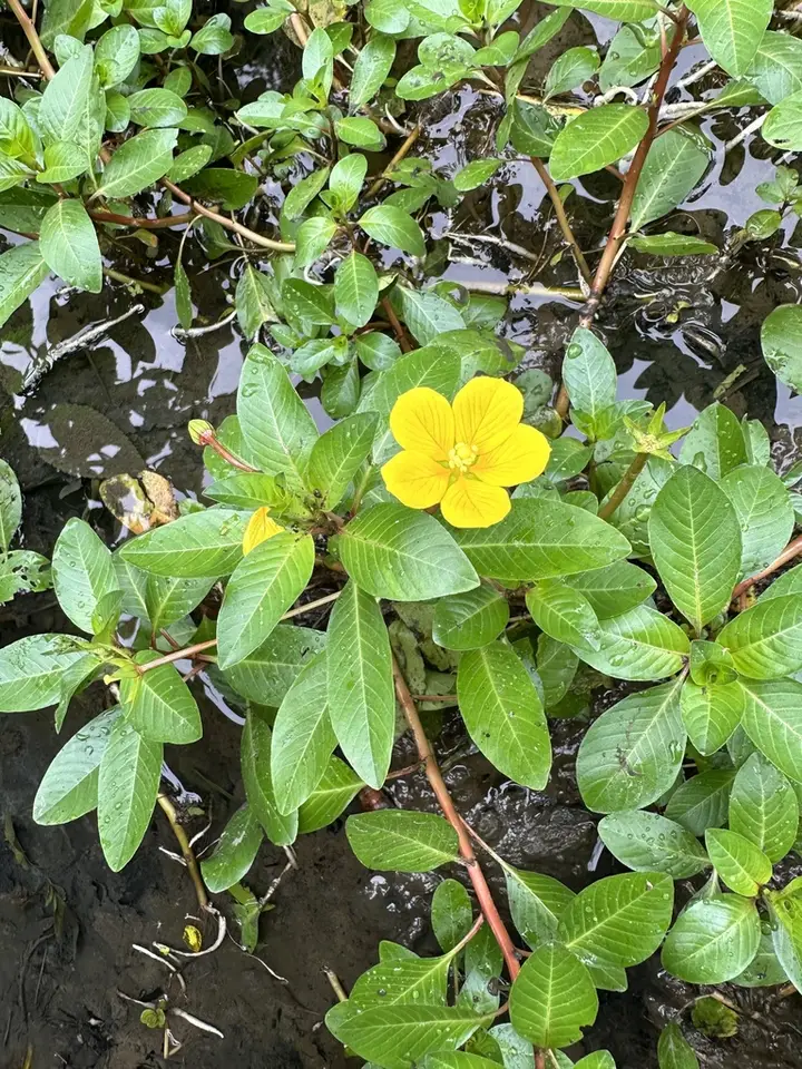 Floating Primrose-Willow (Ludwigia peploides)