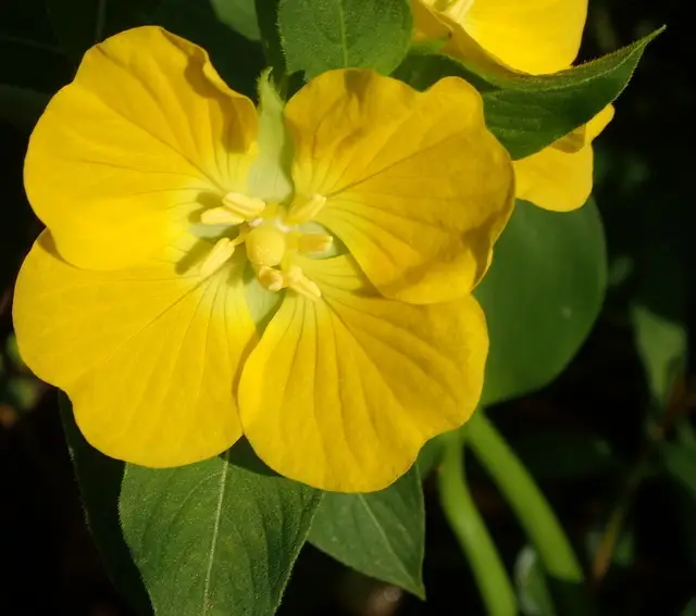 Peruvian Primrose-Willow (Ludwigia peruviana)