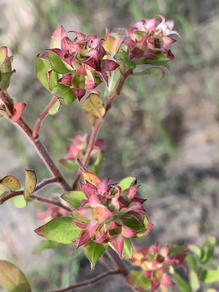 Hairy Primrose-Willow (Ludwigia pilosa)