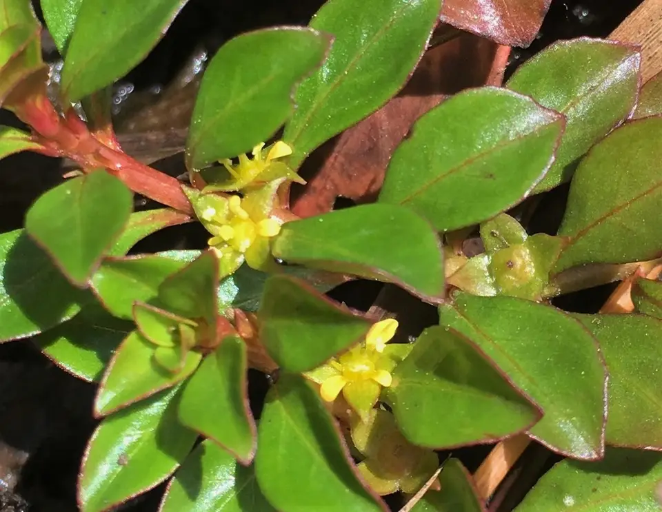 Creeping Primrose-Willow (Ludwigia repens)