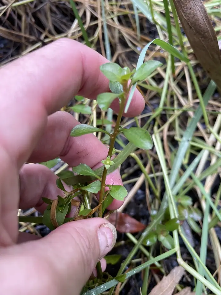 Ludwigia simpsonii (Ludwigia simpsonii)