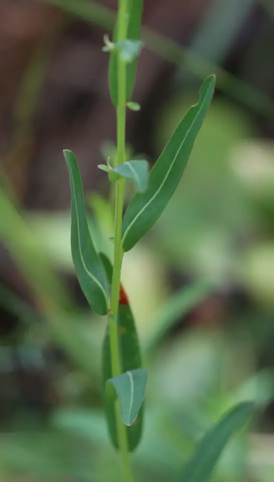 Savannah Primrose-Willow (Ludwigia virgata)