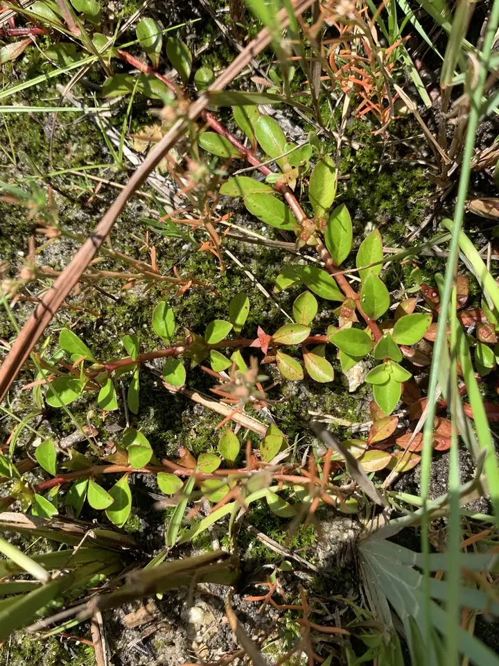 Ludwigia × lacustris (Ludwigia × lacustris)