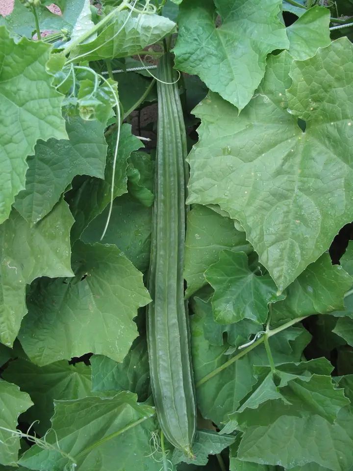 Angled Luffa (Luffa acutangula)