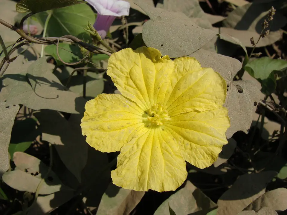 Sponge Gourd (Luffa aegyptiaca)