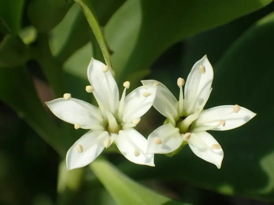 White-Flowered Black Mangrove (Lumnitzera racemosa)