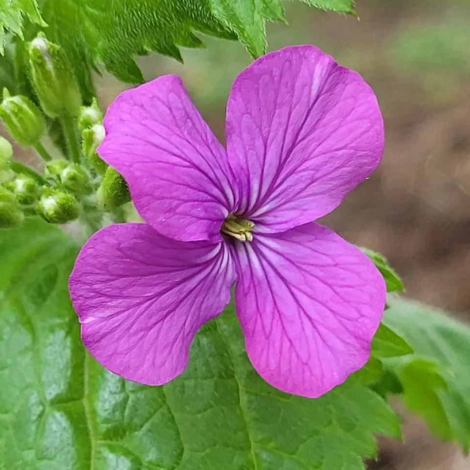 Annual Honesty (Lunaria annua)