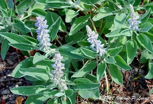 Skyblue Lupine (Lupinus diffusus)