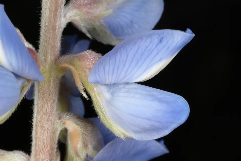 Florida Lupine (Lupinus floridanus)