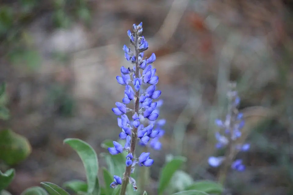 Ocala Lupine (Lupinus ocalensis)