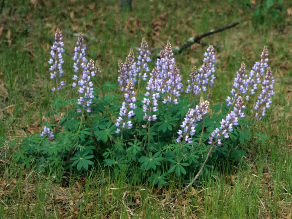 Sundial Lupine (Lupinus perennis)