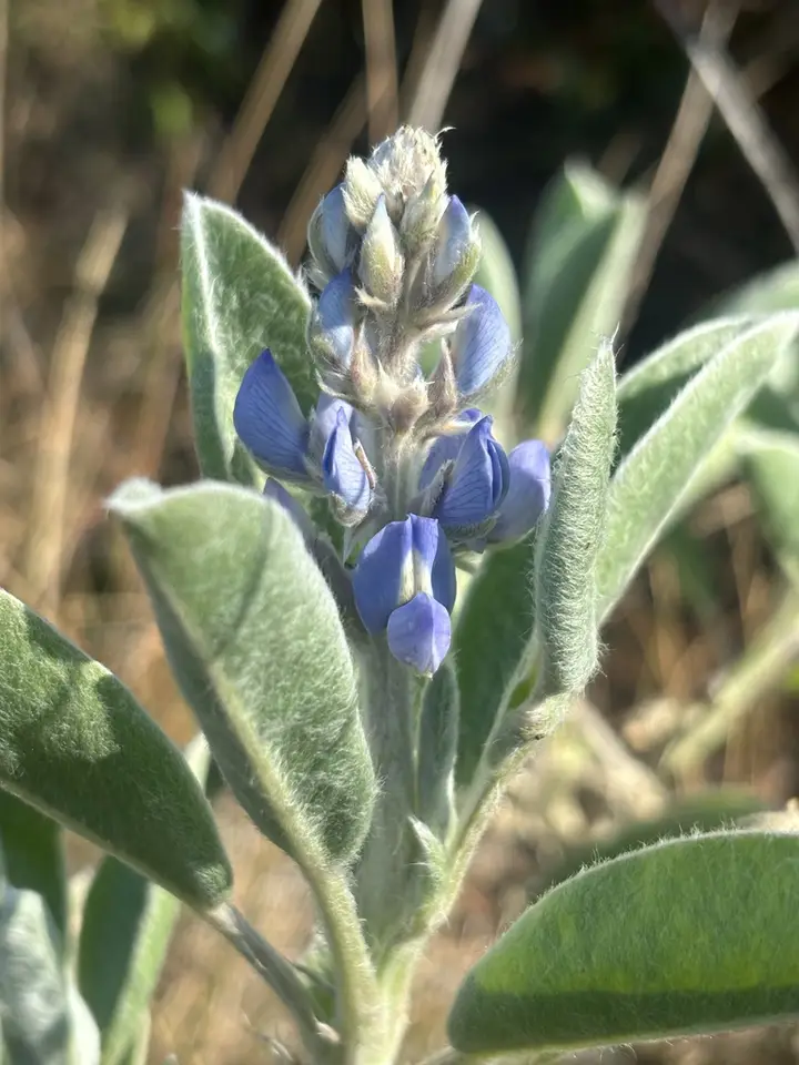 Woolly Lupine (Lupinus pilosior)