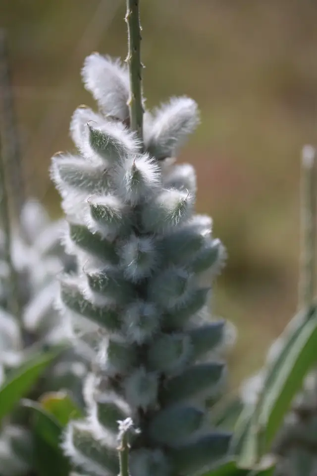 Lady Lupine (Lupinus villosus)