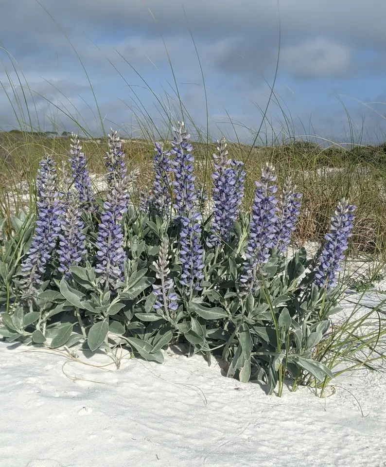 Gulf Coast Lupine (Lupinus westianus)