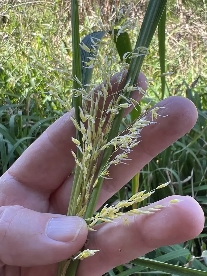 Luziola subintegra (Luziola subintegra)