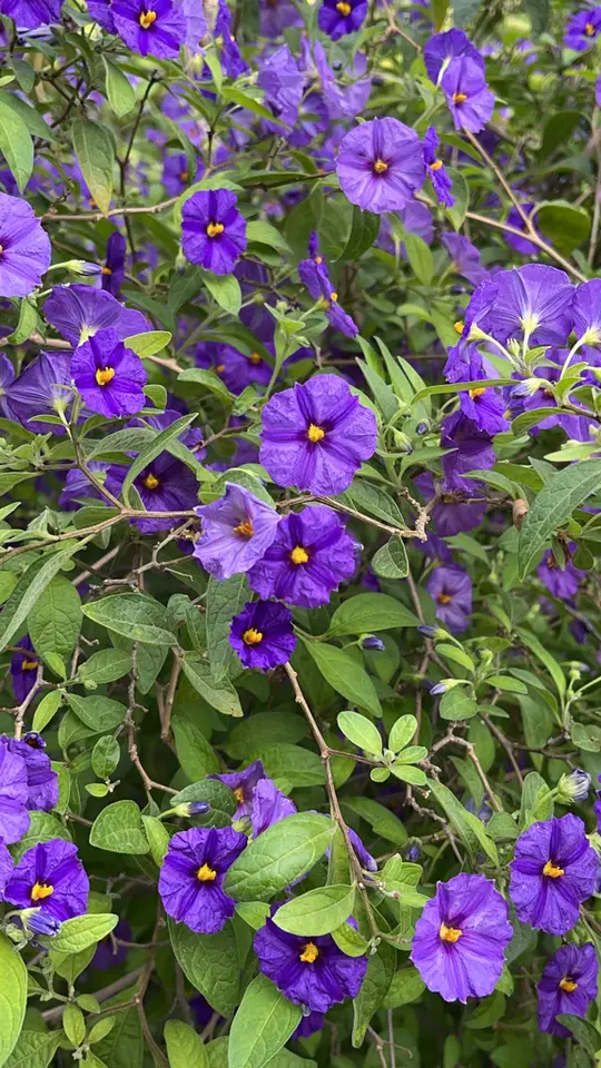 Blue Potatobush (Lycianthes rantonnetii)
