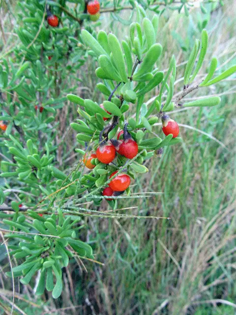 Carolina Wolfberry (Lycium carolinianum)