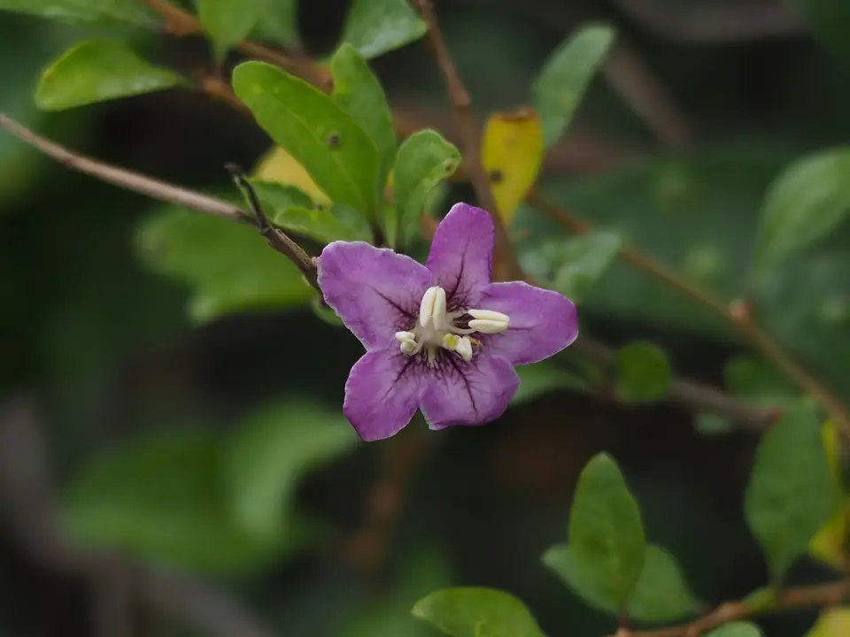 Chinese Teaplant (Lycium chinense)
