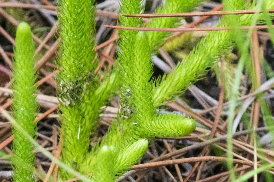 Foxtail Bog Clubmoss (Lycopodiella alopecuroides)