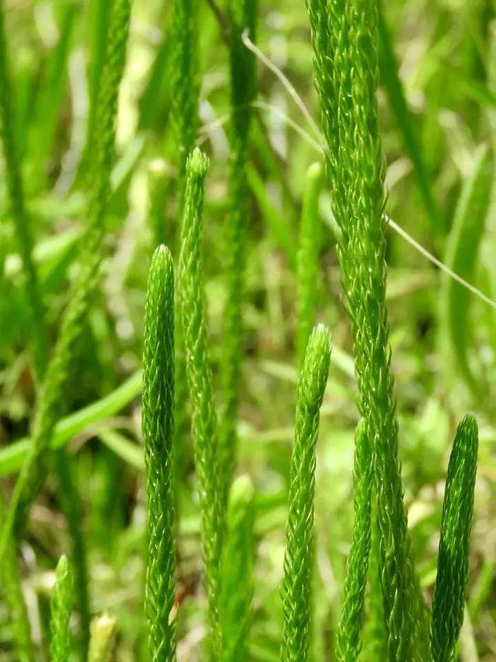 Appressed Bog Clubmoss (Lycopodiella appressa)