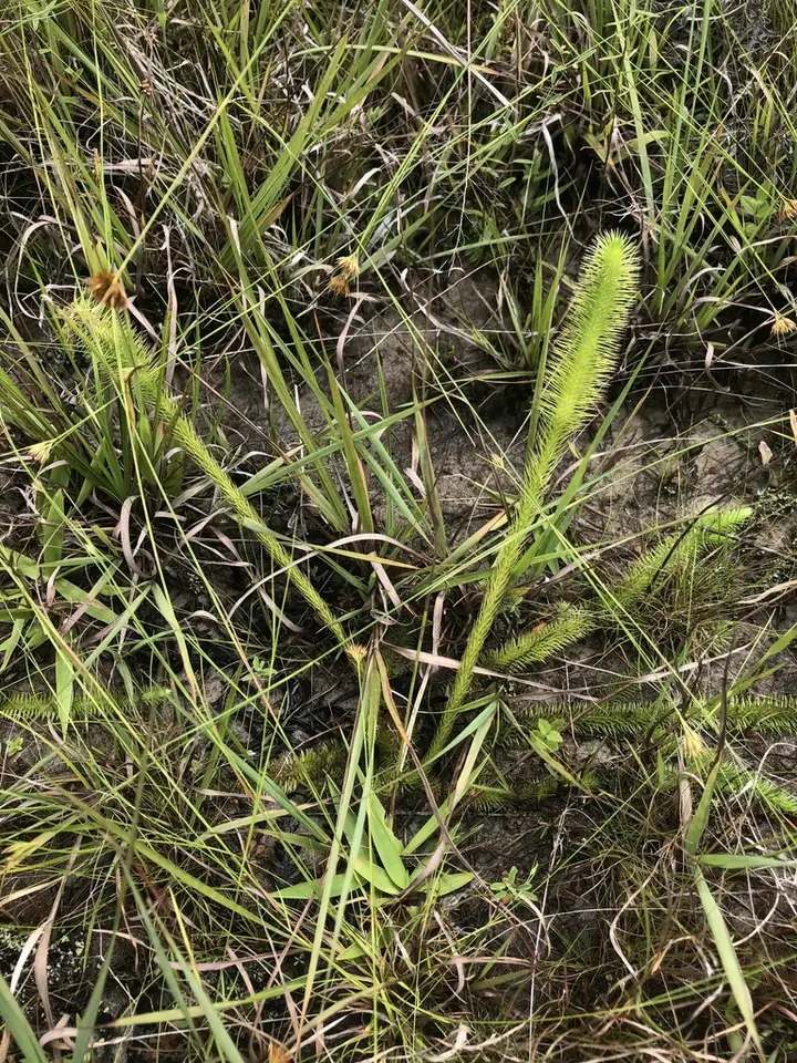 Feather Stem Clubmoss (Lycopodiella prostrata)