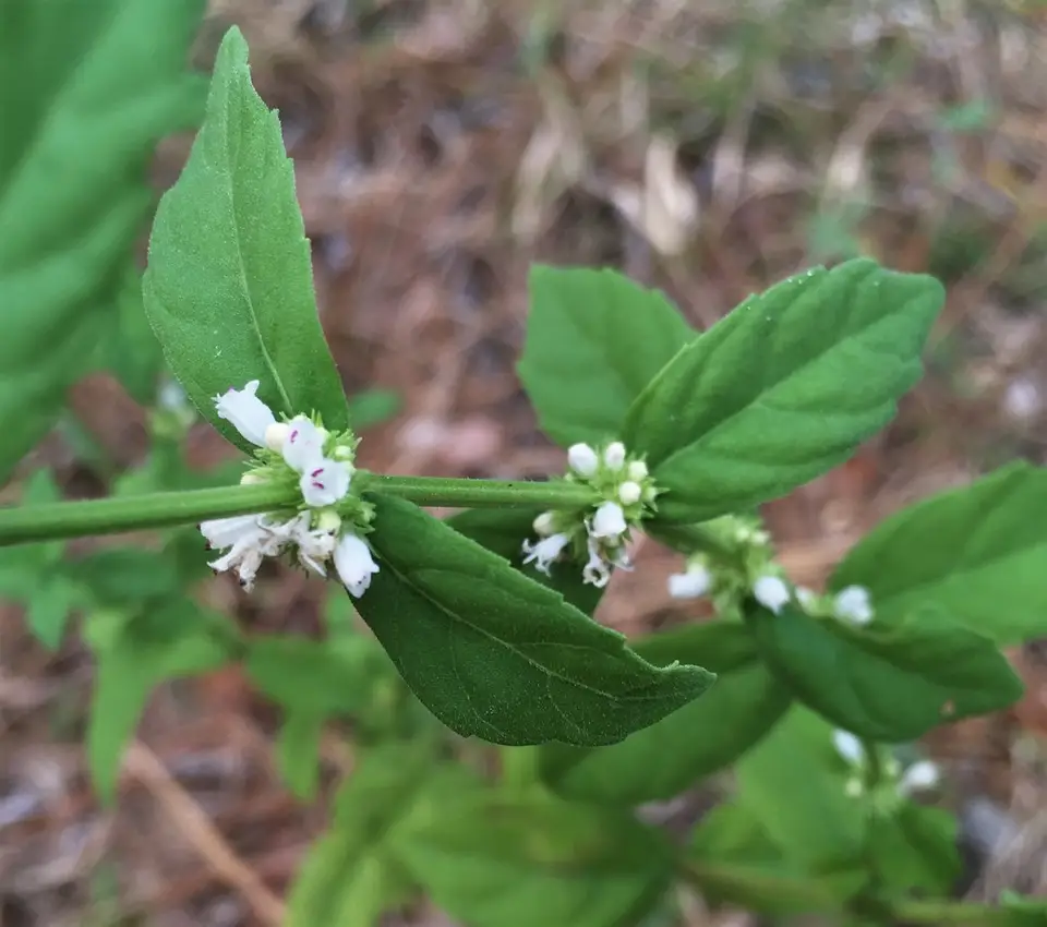Clasping Water Horehound (Lycopus amplectens)