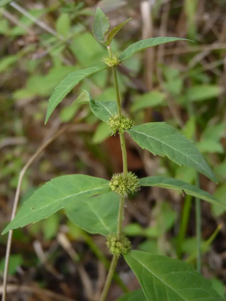 Narrowleaf Bugleweed (Lycopus angustifolius)