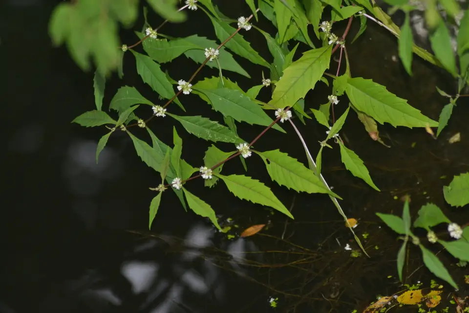 Taperleaf Waterhorehound (Lycopus rubellus)