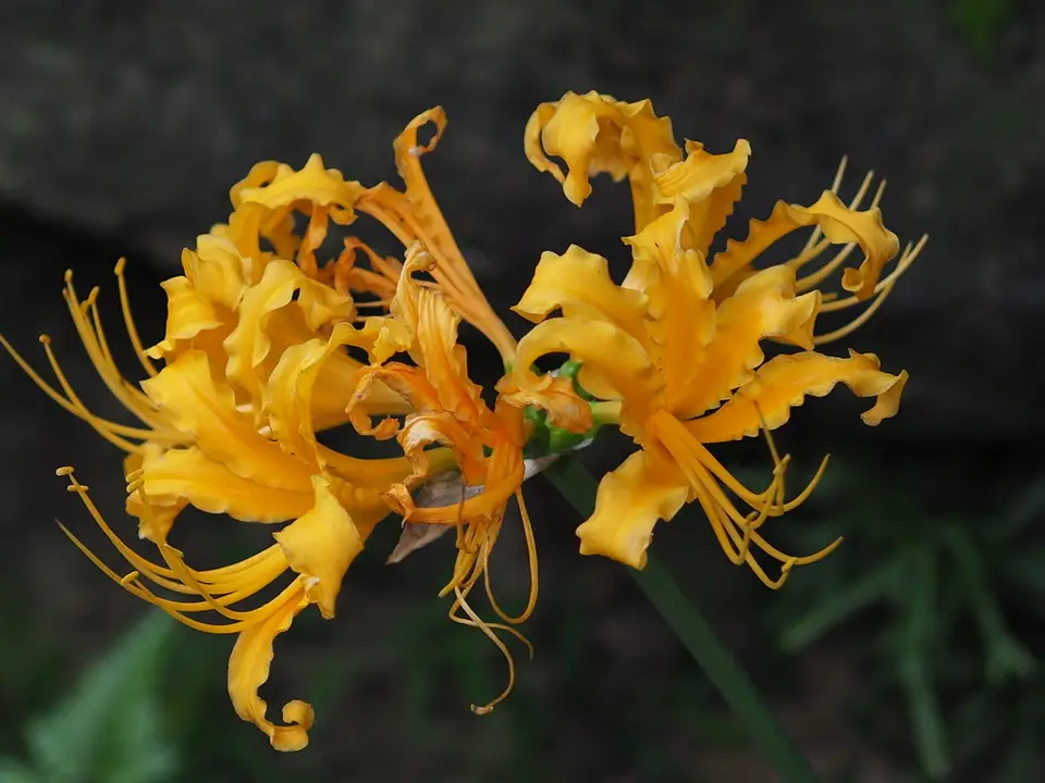 Golden Spider-Lily (Lycoris aurea)