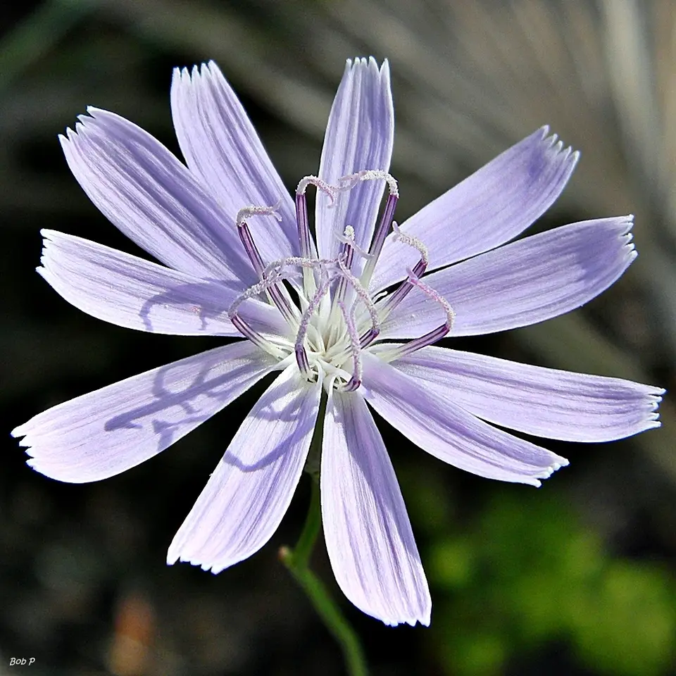 Rose Rush (Lygodesmia aphylla)