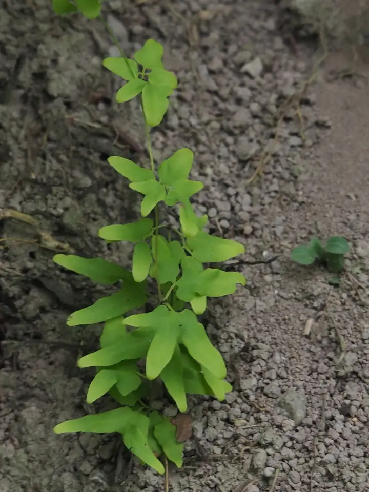 Climbing Maidenhair (Lygodium microphyllum)