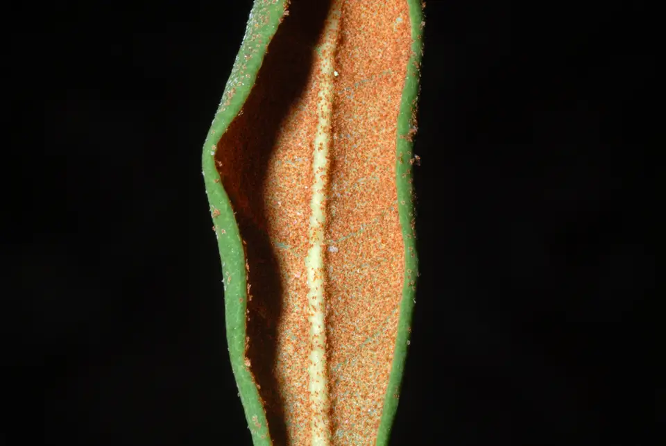 Rusty Staggerbush (Lyonia ferruginea)