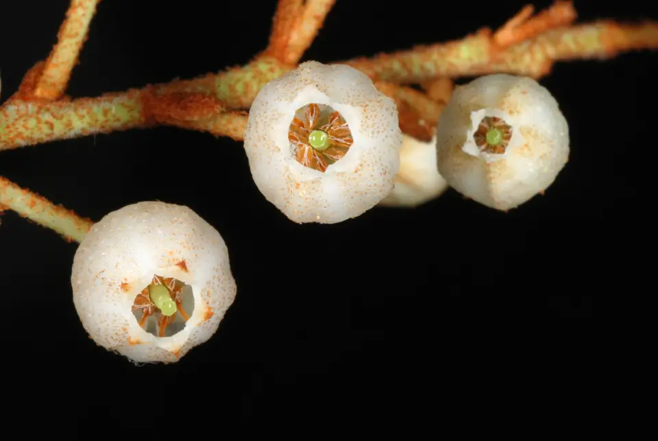 Coastal Plain Staggerbush (Lyonia fruticosa)