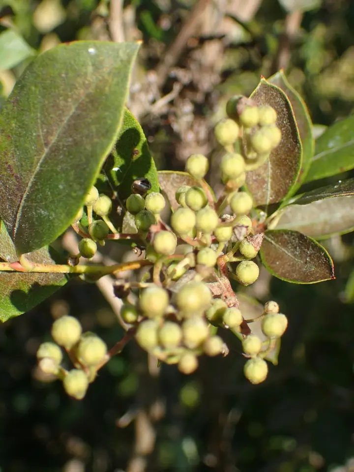 He-Huckleberry (Lyonia ligustrina)