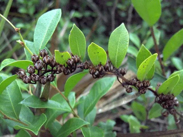 Fetterbush Lyonia (Lyonia lucida)