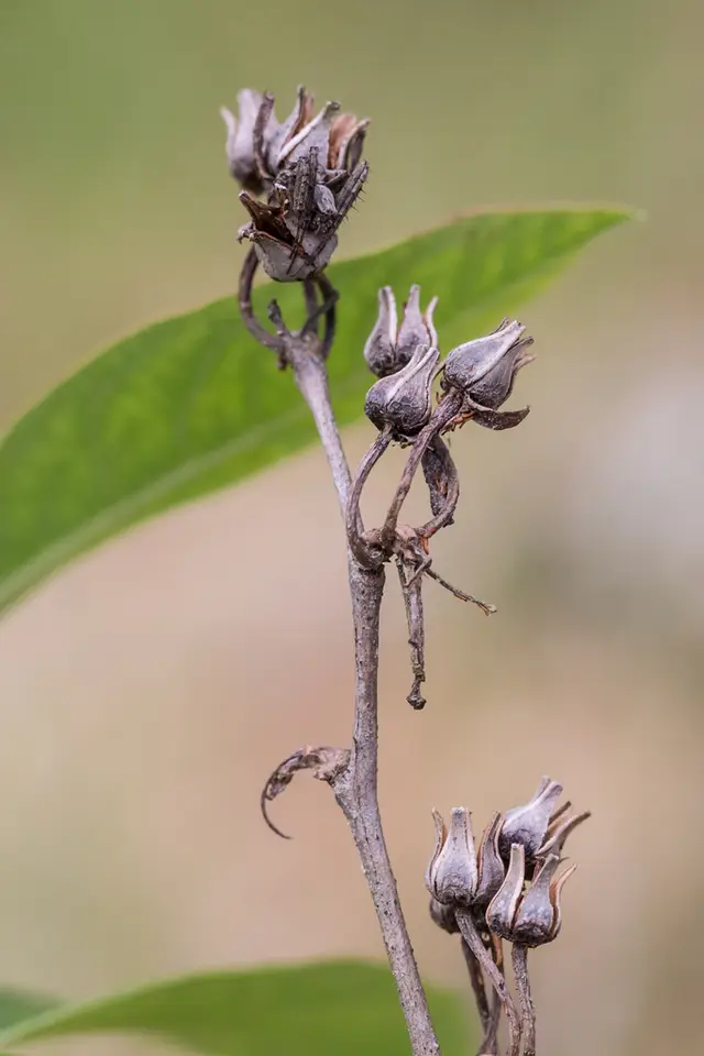 Staggerbush (Lyonia mariana)