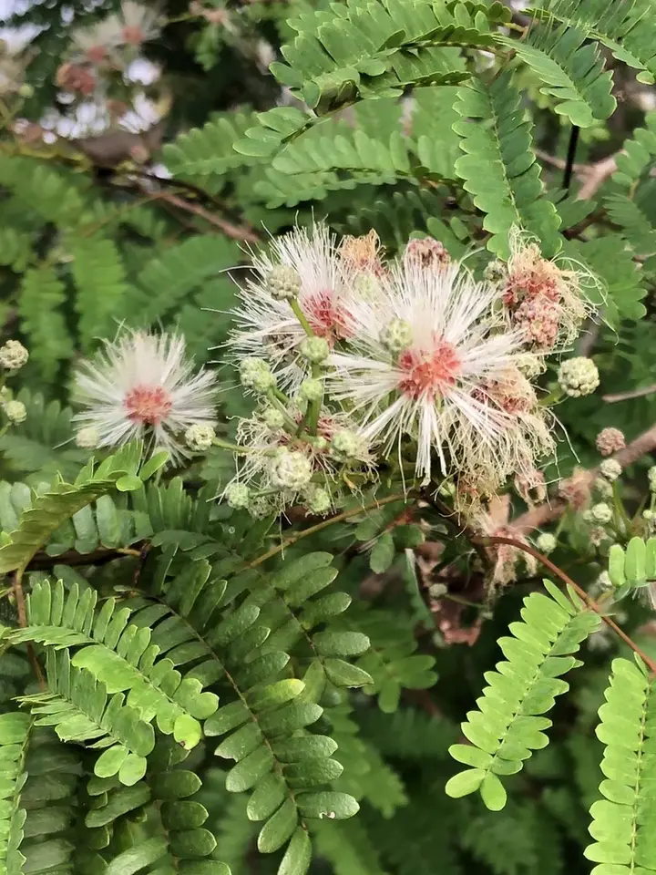 Wild Tamarind (Lysiloma latisiliquum)