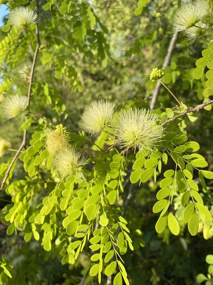 Horseflesh Mahogany (Lysiloma sabicu)