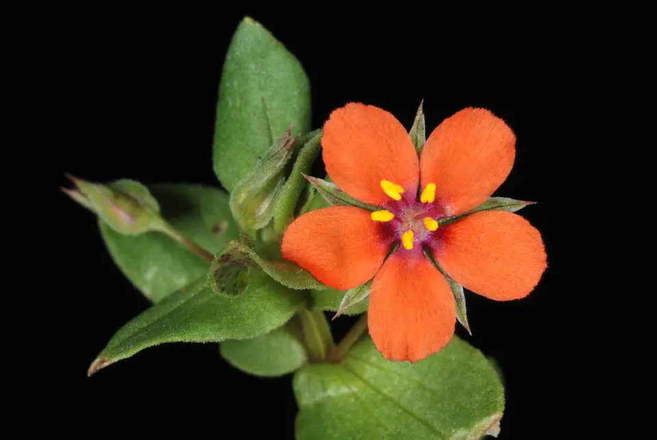 Scarlet Pimpernel (Lysimachia arvensis)