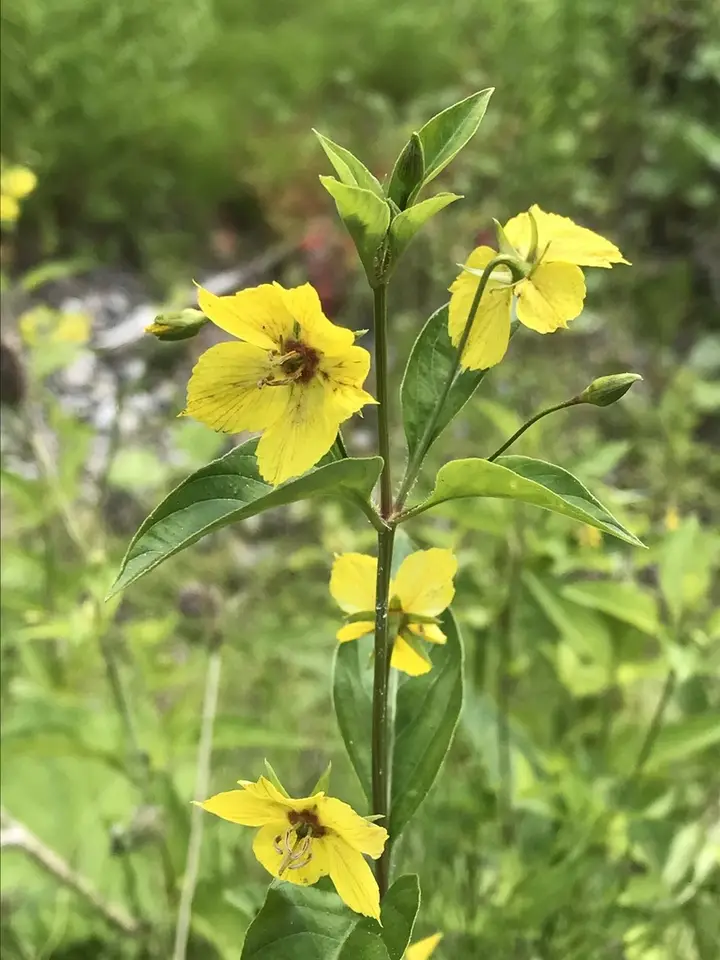 Fringed Loosestrife (Lysimachia ciliata)