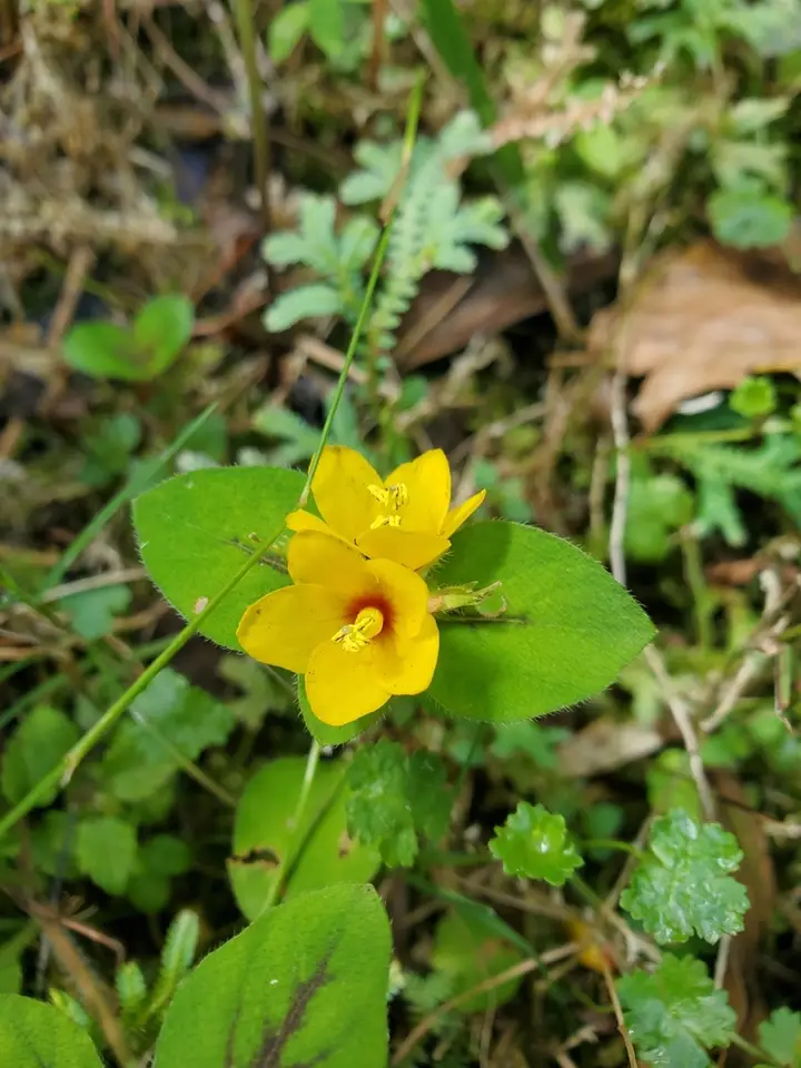 Dense-Flowered Loosestrife (Lysimachia congestiflora)