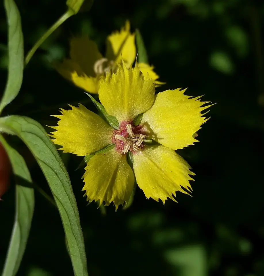 Lowland Loosestrife (Lysimachia hybrida)