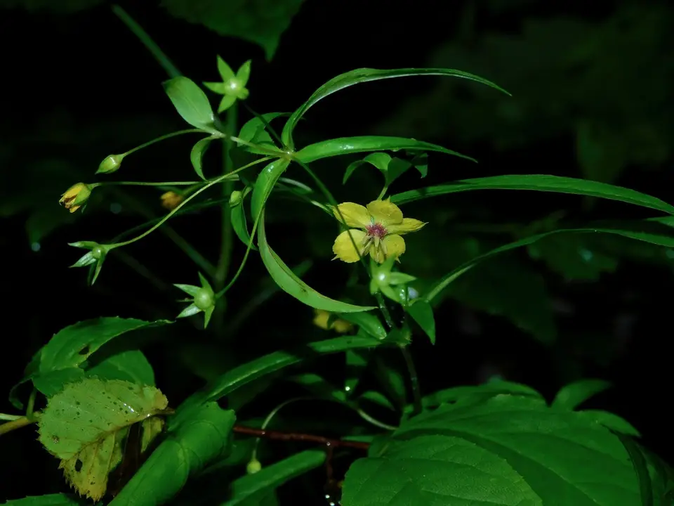 Lanceleaf Loosestrife (Lysimachia lanceolata)
