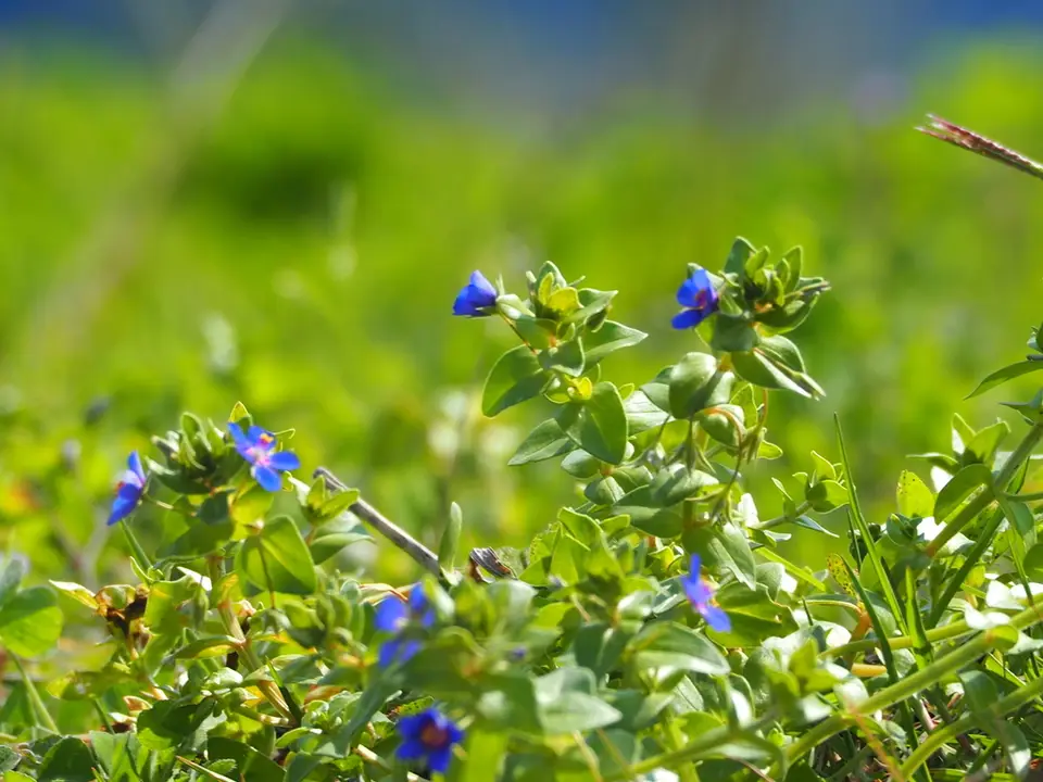 Blue Scarlet Pimpernel (Lysimachia loeflingii)
