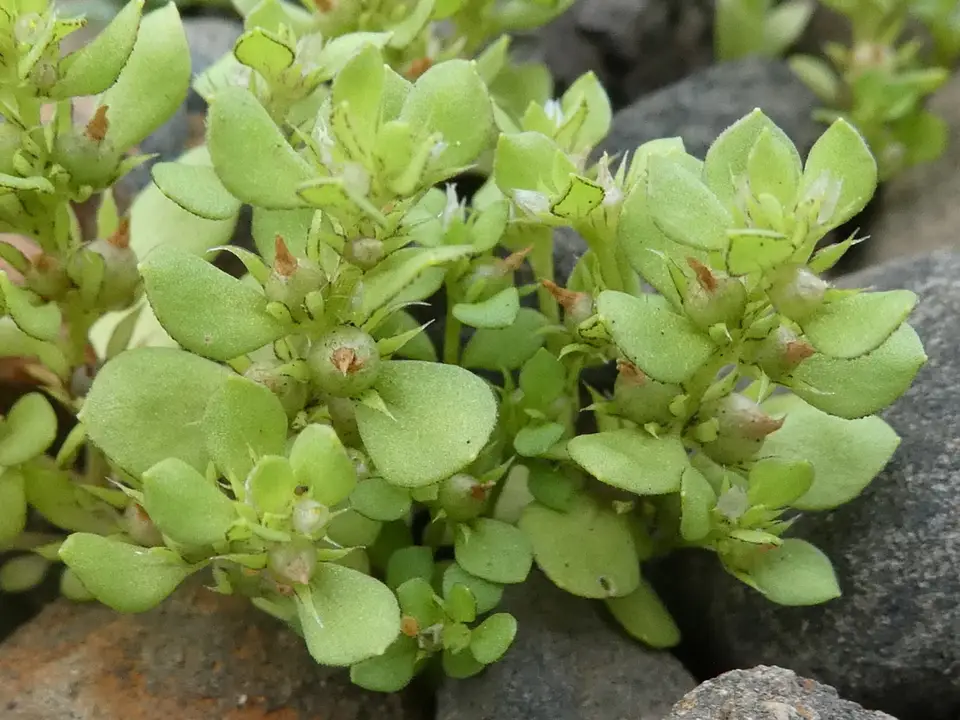 Chaffweed (Lysimachia minima)