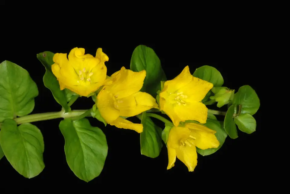 Creeping Jenny (Lysimachia nummularia)