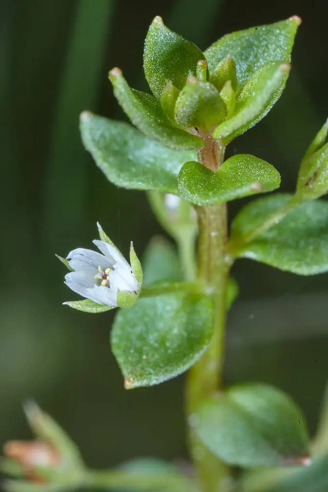 Florida Pimpernel (Lysimachia ovalis)